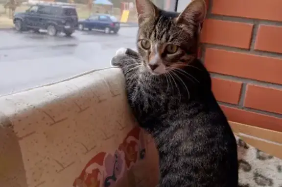 Кошки потеряшки, Дядьково, фото: Потеряшка белая кошка, Малиновая ул., Дядьково