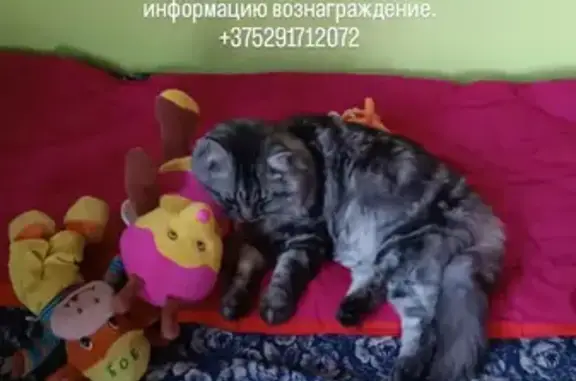 Пропал кот, Городня, СТ Приднепровка