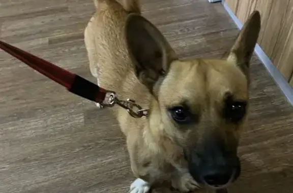 Найдена собака, Иваново, фото: Найдена собака, Иваново, Московская 62