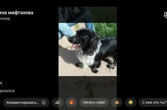 Пропала собака Буля, Комсомольская 79