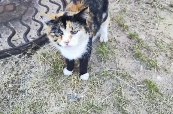 Найденные животные Тверская область, фото: Трёхцветная кошка найдена в Тверской обл.