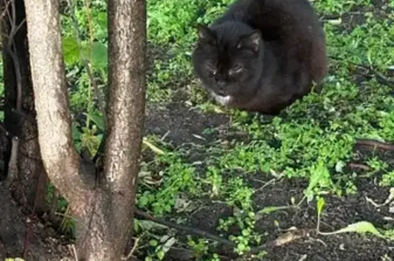 Кошка нуждается в помощи, Елецкая 12к2