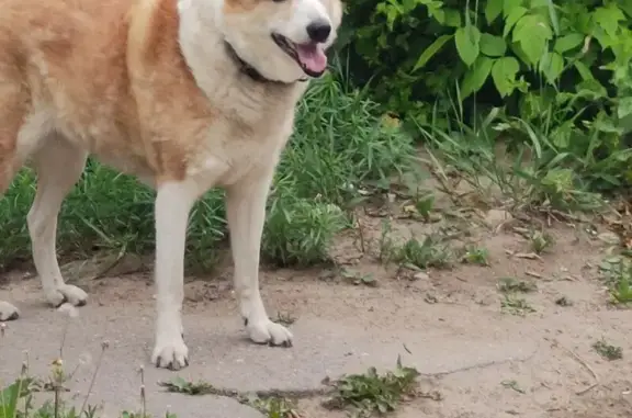 Собака найдена: Верхняя Дуброва, 19А