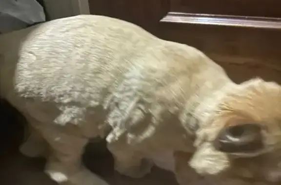 Кошка найдена: Пермь, пр. Декабристов, 33