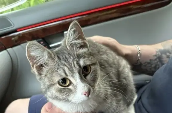 Кошка найдена, Нефтехимовская трасса, Томск