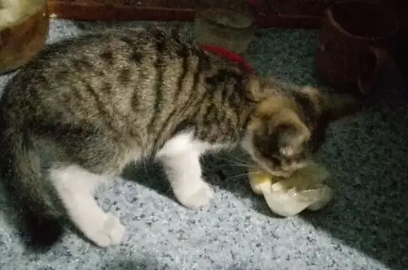 Кошка найдена, ул. Карла Маркса, Залари