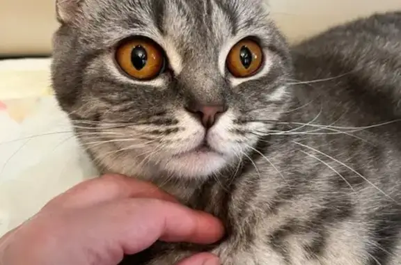 Кошка найдена на Советской ул., 10А, Балашиха