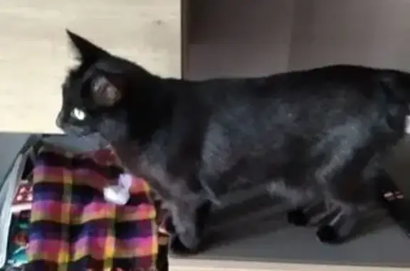 Кошки потеряшки, Сыктывкар, фото: Потеряшка чёрная кошка, Октябрьский пр. 130