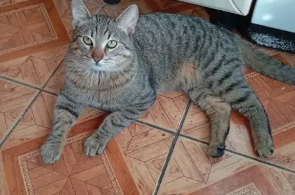 Пропала кошка, ул. Игнатова, 3, Краснодар