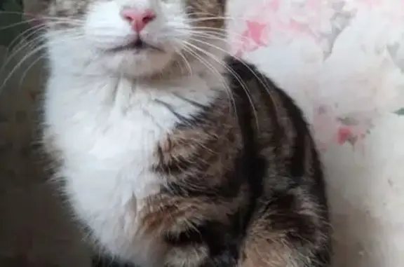 Найдена кошка, Санкт-Петербург, фото: Найдена кошка у магазина на Рабфаковском, 5к1