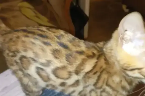 Потерянные животные Пенза, фото: Пропала бенгалка, Одесская ул, 1, Пенза