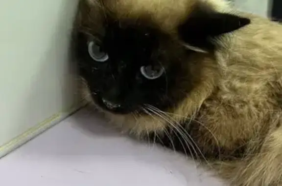 Кошка застряла в подвале, Клубная 70, Ижевск