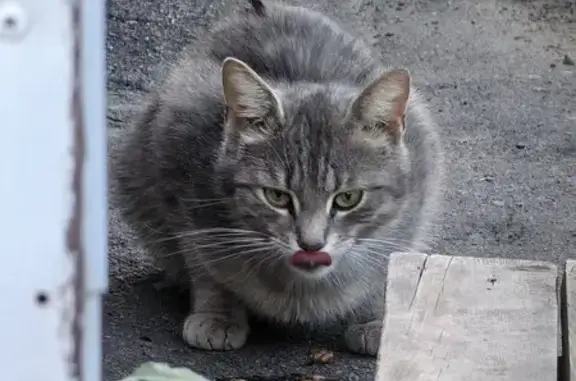 Кошка без хвоста на ул. Хользунова, Воронеж