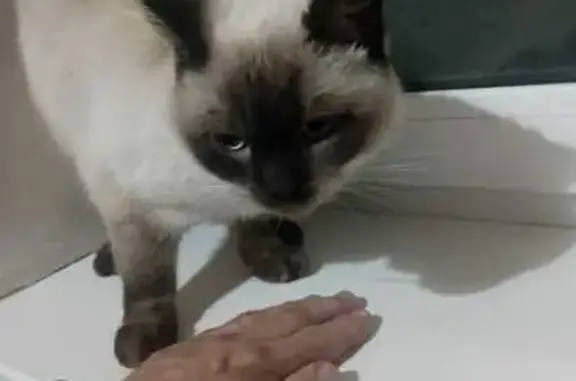 Сиамская кошка найдена, Попова 121, Смоленск