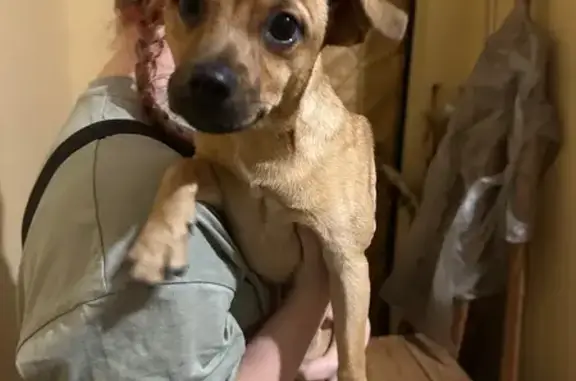 Собака найдена, бульвар Лефорта 24