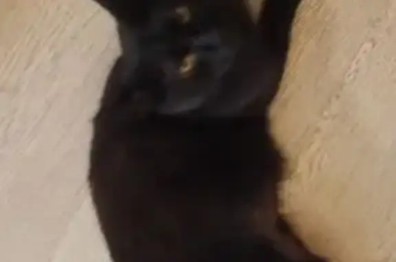 Найдена кошка, Рязань, фото: Кошка найдена на Ленинского Комсомола 73