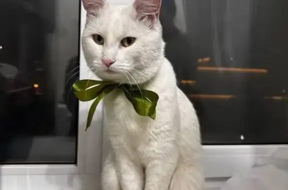 Найдена кошка, Иркутск, фото: Белый кот найден, ул. Невского 71, Иркутск
