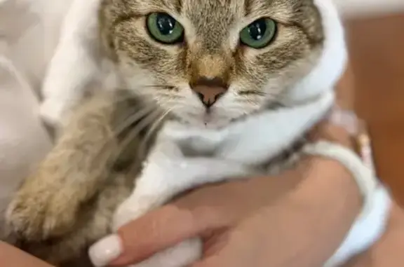 Найдена кошка, Орехово-Зуево, фото: Кошка найдена: Орехово-Зуево, Автопроезд