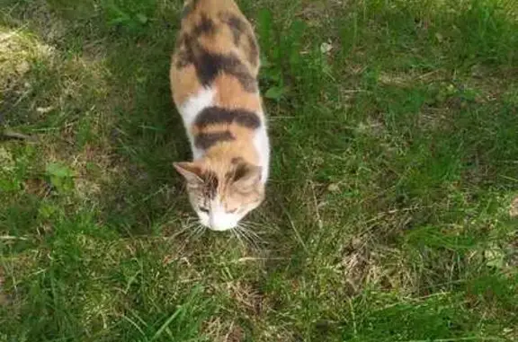 Найдена кошка, проспект Авиаторов, 147