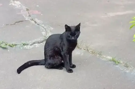 Кошка найдена на Химкинском бульваре