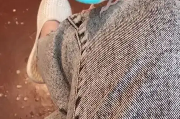 Объявления о пропавших и найденных животных, Данков, фото: Пропала птица, Л. Толстого 14, Данков