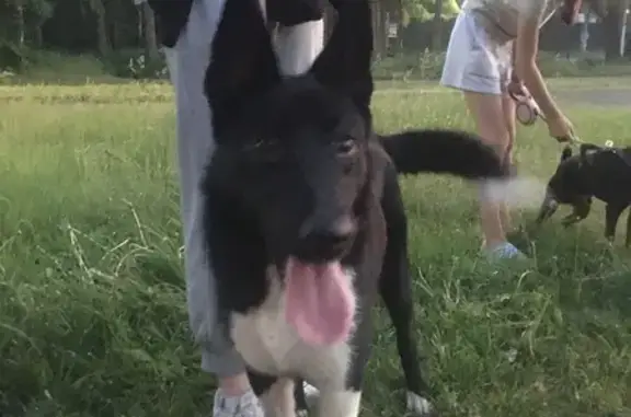 Собака найдена на Красноборской, Ярославль