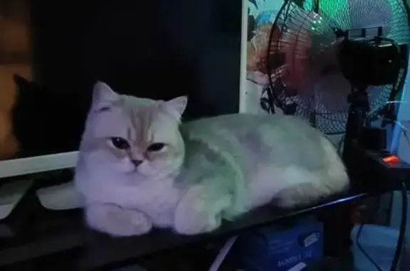 Пропала кошка, д. Новая, Ленобласть.