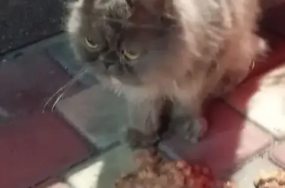 Кошка найдена: Университетский пр., 107