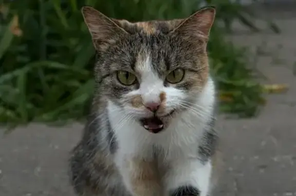 Кошка найдена: Рублёвское шоссе, 95к1