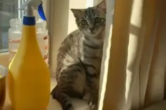 Кошки потеряшки, Иваново, фото: Потеряшка кошка, Шубиных 16а, Иваново