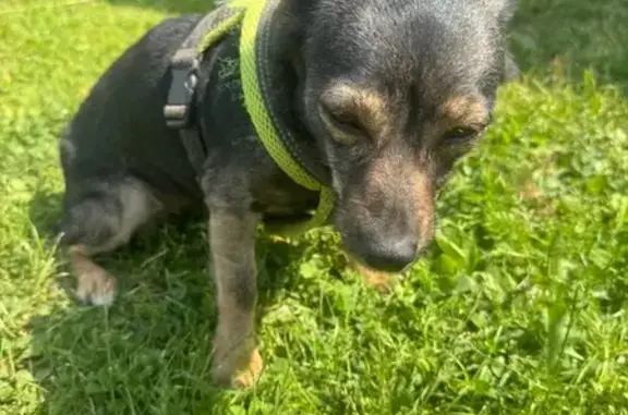 Найдена собака, Можга, фото: Собака найдена: Солнечная ул, 21, Можга