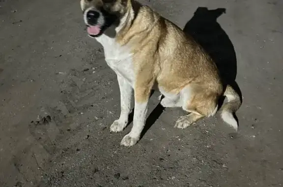 Собака найдена на Дорожной улице, Богословка