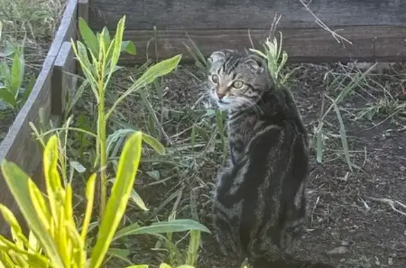 Потерянные животные Оренбург, фото: Пропала кошка, ул. Ветеранов Труда, 3