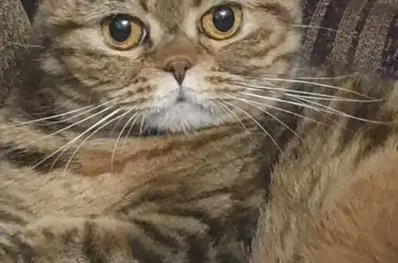 Потерянные животные Астана, фото: Пропала кошка, Жубан ана 9, Астана