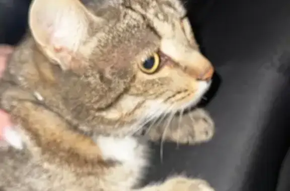 Кошка найдена на Вишневского, 57, Казань