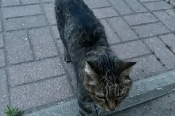 Найдена кошка, Ярославль