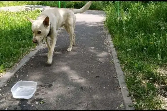 Собака найдена: Калинина, 72, Хабаровск