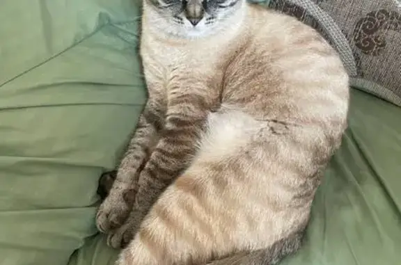 Пропала кошка, Корсаков