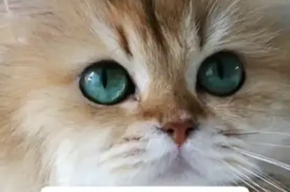 Красивая кошка найдена, ул. Керимова, 5 к1