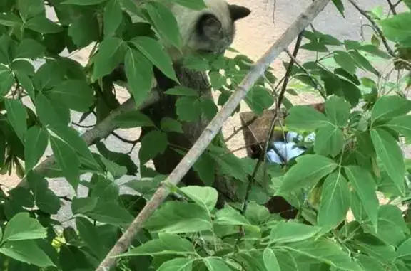 Найдена кошка, Иркутск, фото: Найдена кошка, Иркутск
