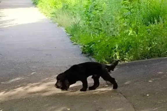 Чёрная собака найдена на Менделеева, 20