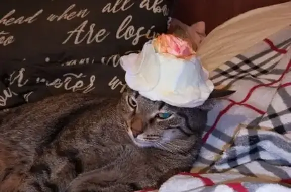 Пропала кошка, Ярославль