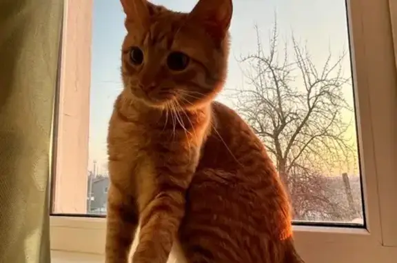 Кошки потеряшки, Ульяновск, фото: Потеряшка кот Рыжик, ул. Пожарского 35
