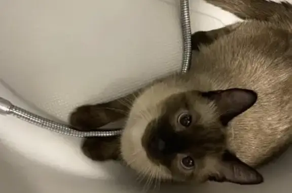 Объявления о пропавших и найденных животных, Самара, фото: Пропала кошка Тима, пр. К. Маркса 207, Самара