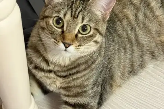 Потерянные животные Находка, фото: Пропала кошка, Шоссейная ул., 207, Находка