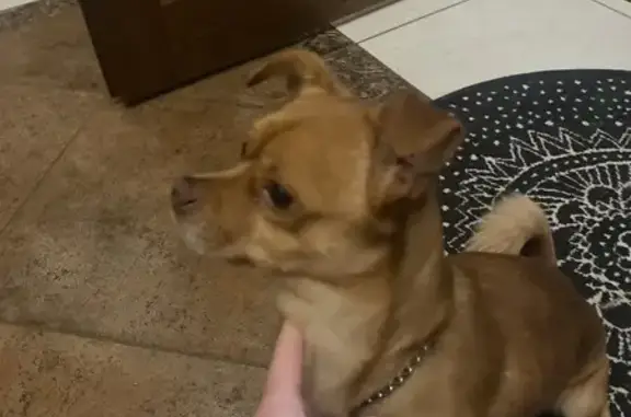 Собака найдена: Ново-Киевская 9, Смоленск