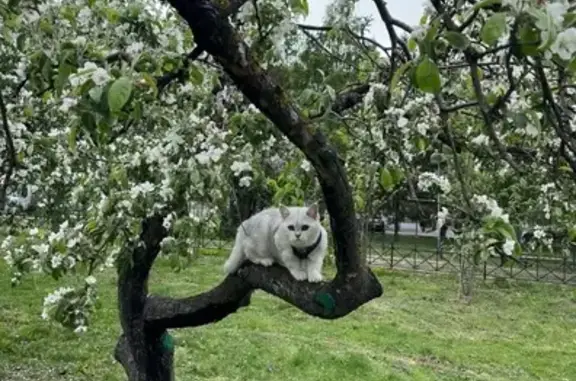 Пропала кошка на Красной площади, 3