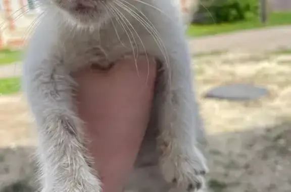 Найдена кошка, городской округ Кузнецк, фото: Кошка найдена: ул. Крылова, Кузнецк