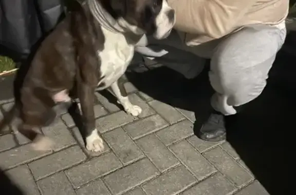 Найдена собака на Палубной, 3, Калининград