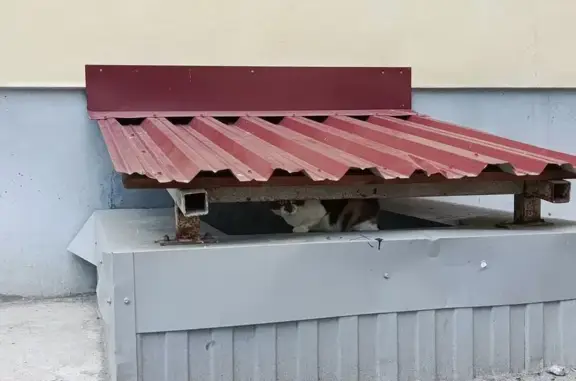 Трехцветная кошка найдена, Котовского 5